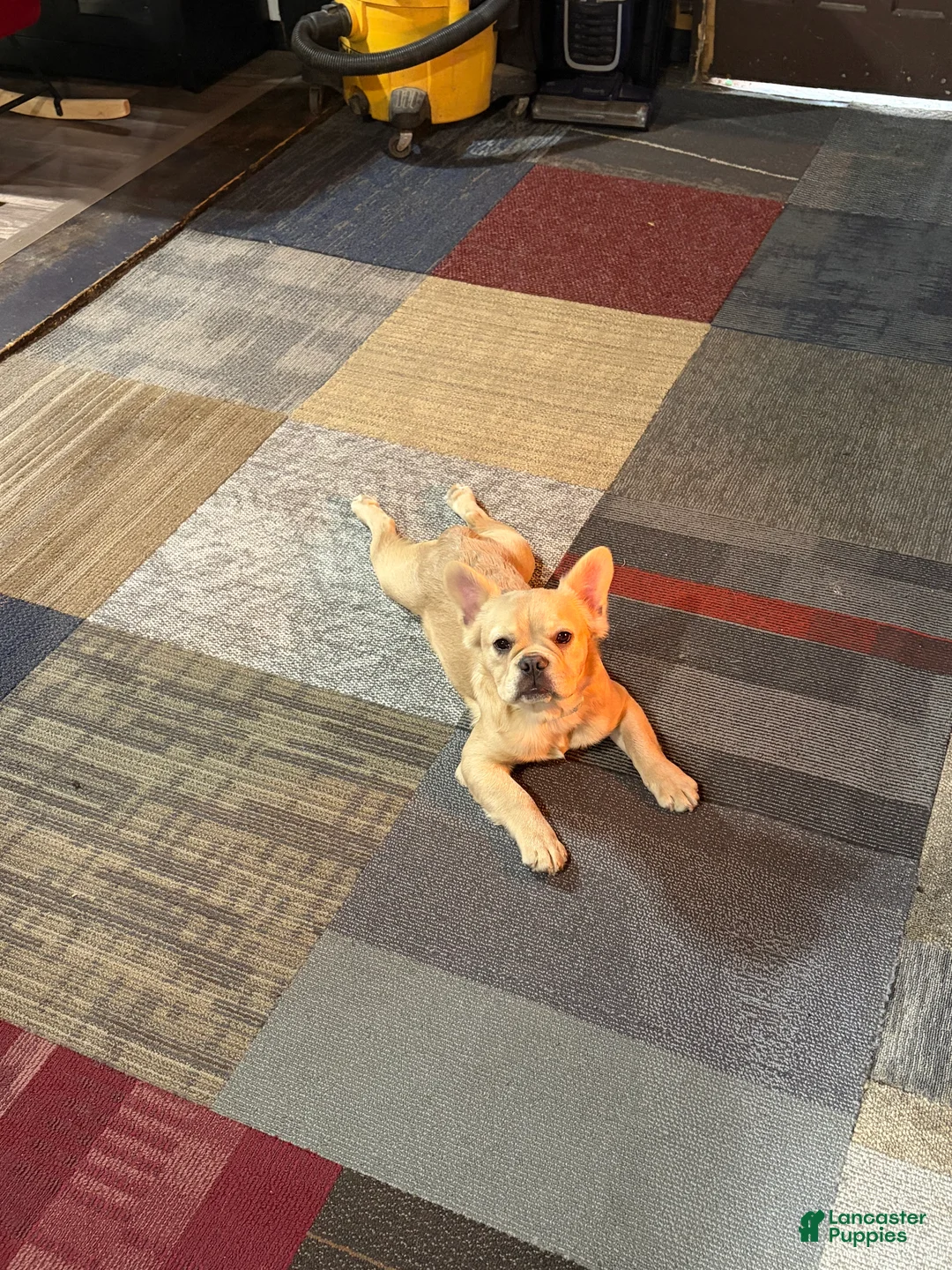 French Bulldog dogs for sale: French Bulldog Puppy 6 months old  - Ad 1