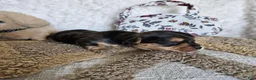 Mixed Breed dogs for sale: Chocolater Merle Elvis - Ad 7