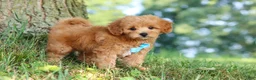 Maltipoo dogs for sale: Conner - Ad 8