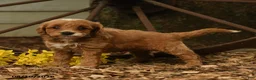 Goldendoodle dogs for sale: Lily - Ad 3