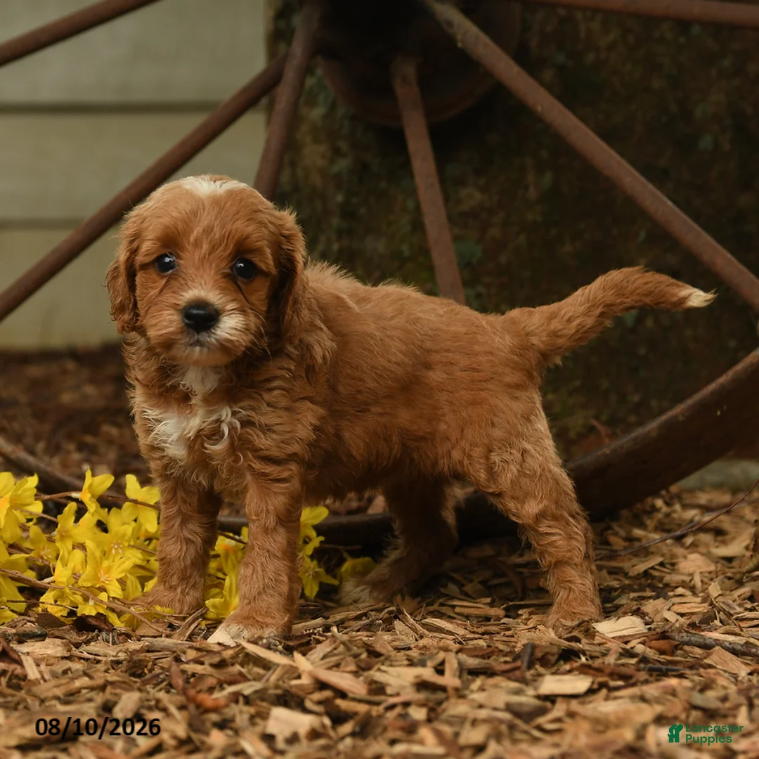 Goldendoodle dogs for sale: Lily - Ad 3