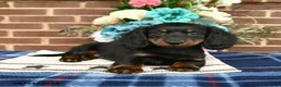 Miniature Dachshund dogs for sale: Lily - Ad 5
