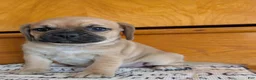Puggle dogs for sale: Kevin  - Ad 12