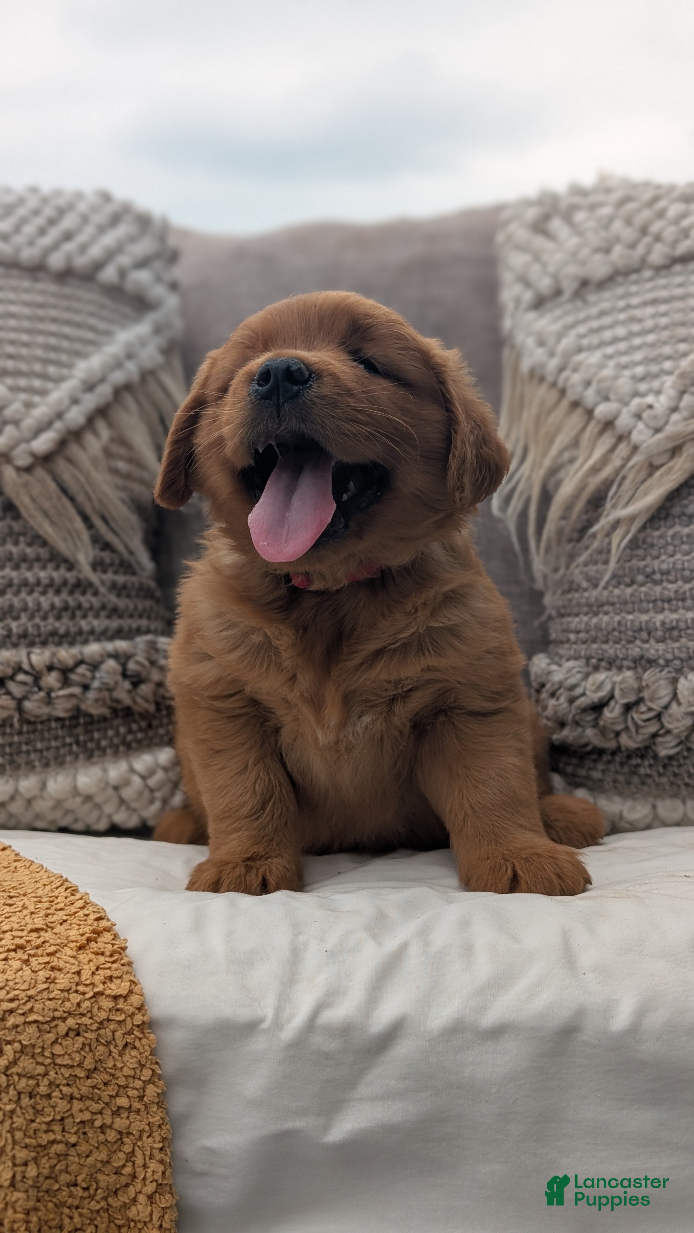 Golden Retriever dogs Benson - Ad 2