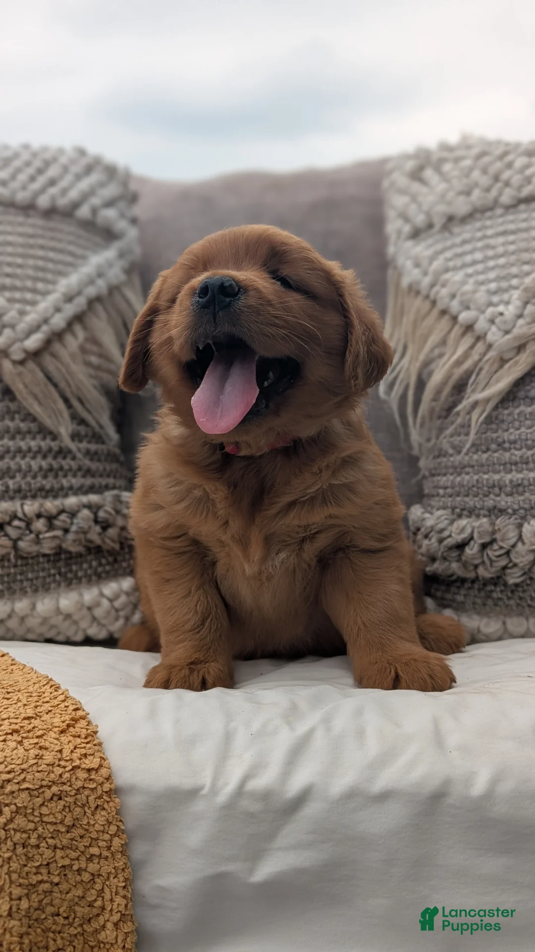 Golden Retriever dogs for sale: Benson - Ad 2