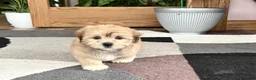 Mixed Breed dogs for sale: Lhasa/Maltese - Ad 4