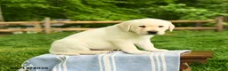 Labrador Retriever dogs for sale: Shogun - Ad 5