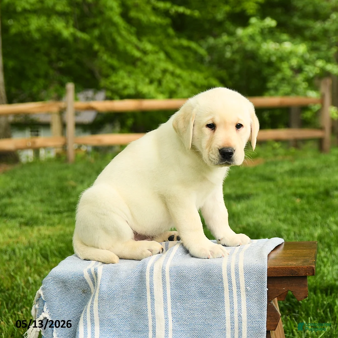Labrador Retriever dogs for sale: Shogun - Ad 5