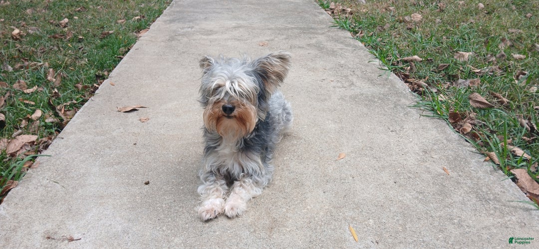 Yorkiepoo dogs for stud: Freddy Jrs - Ad 7