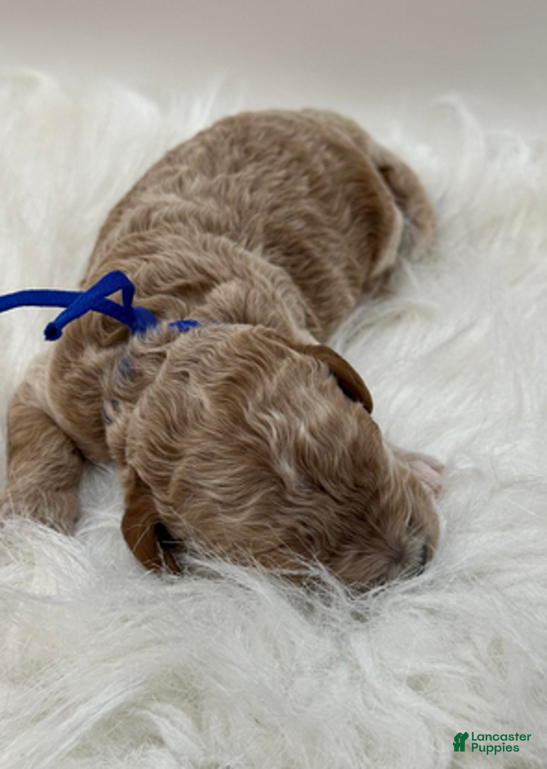 Goldendoodle dogs for sale: Blue boy - Ad 2