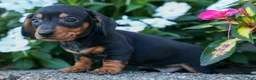 Miniature Dachshund dogs for sale:  Zack🐶 - Ad 8