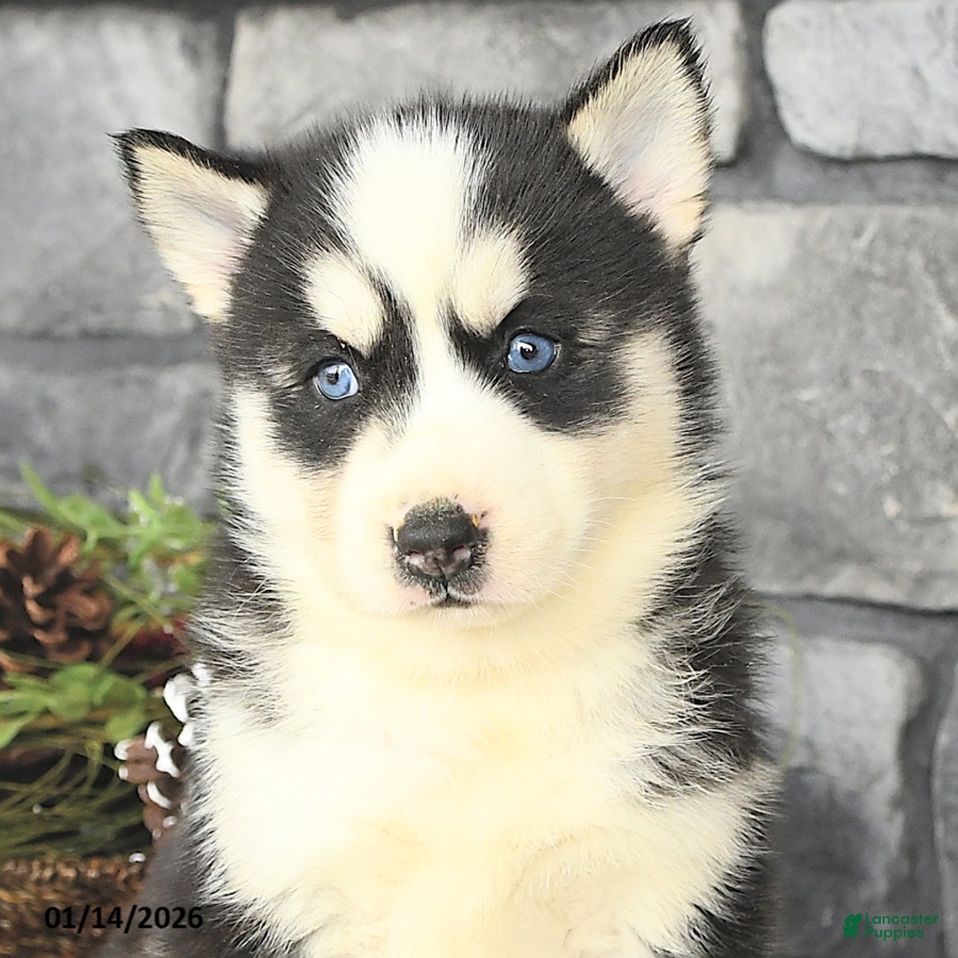 Siberian Husky dogs for sale: Lulu - Ad 3