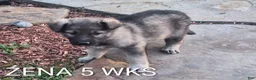 German Shepherd dogs for sale: Zena - Ad 5