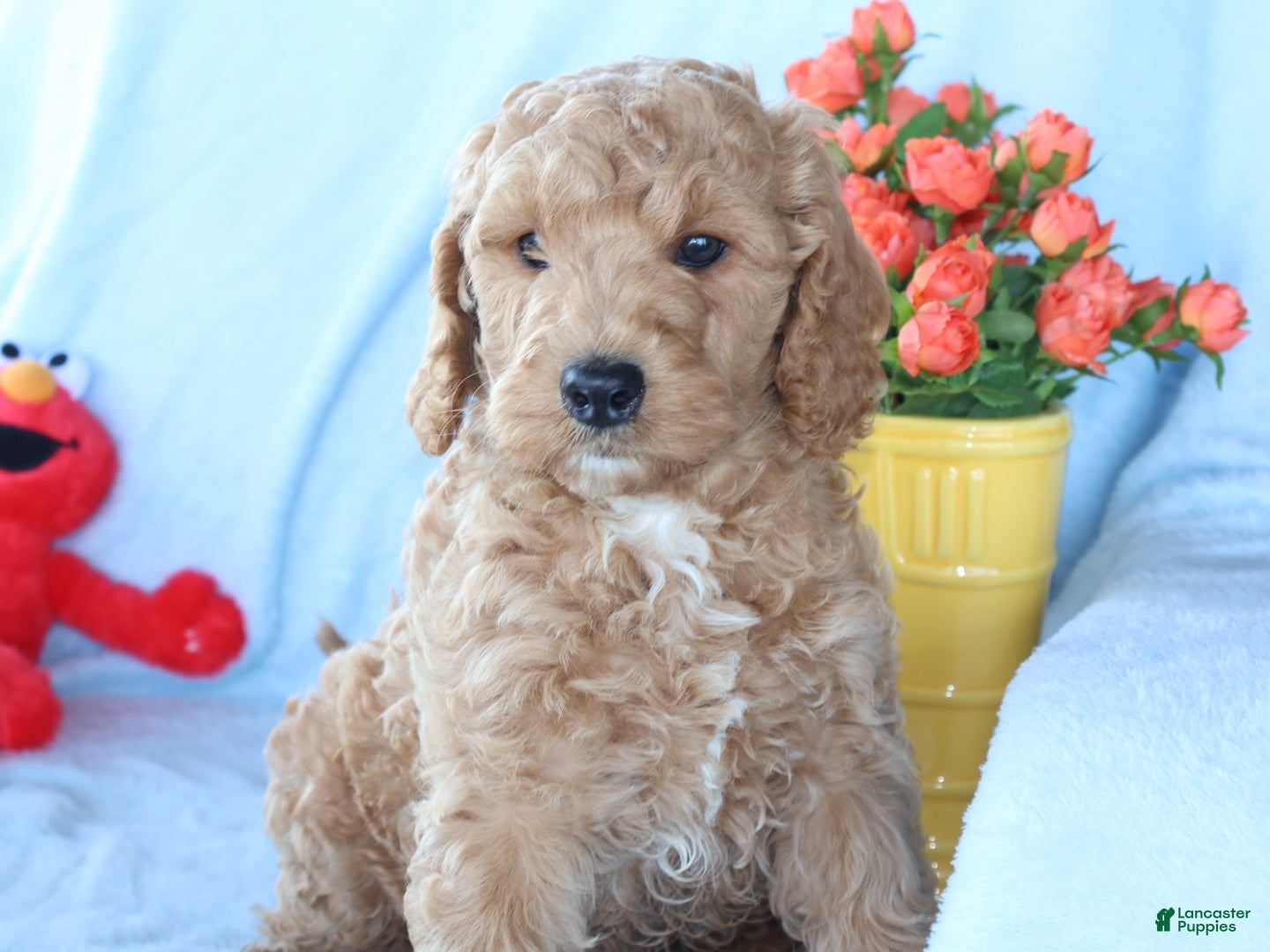 Mini Goldendoodle dogs Sweet Henry  - Ad 2