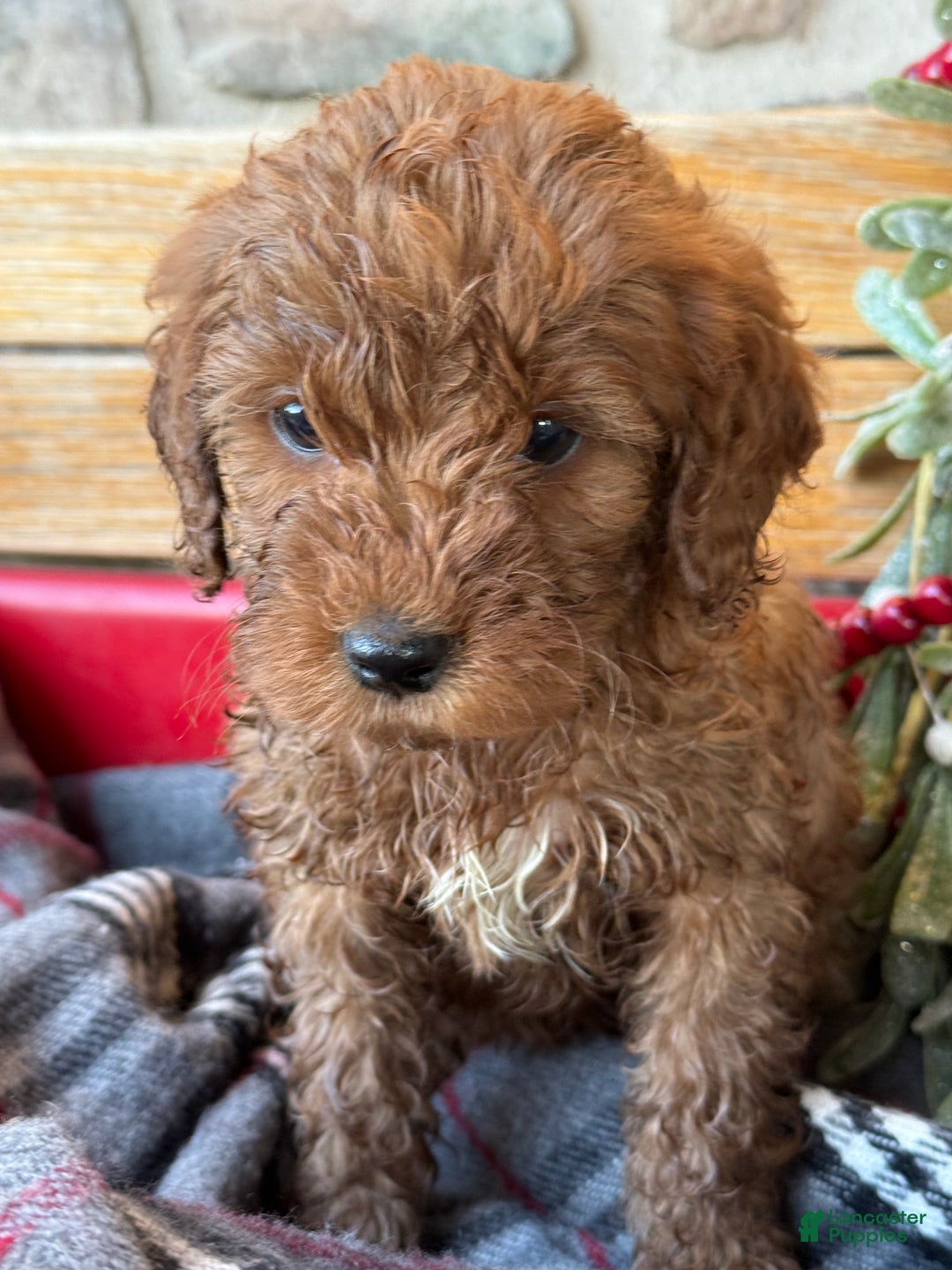 Mini Goldendoodle dogs for sale: Ilsa - Ad 11