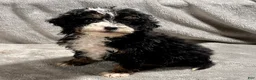 Mini Bernedoodle dogs for sale: Otto - Ad 3