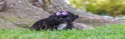 Maltipoo dogs for sale: Pretzel - Ad 4