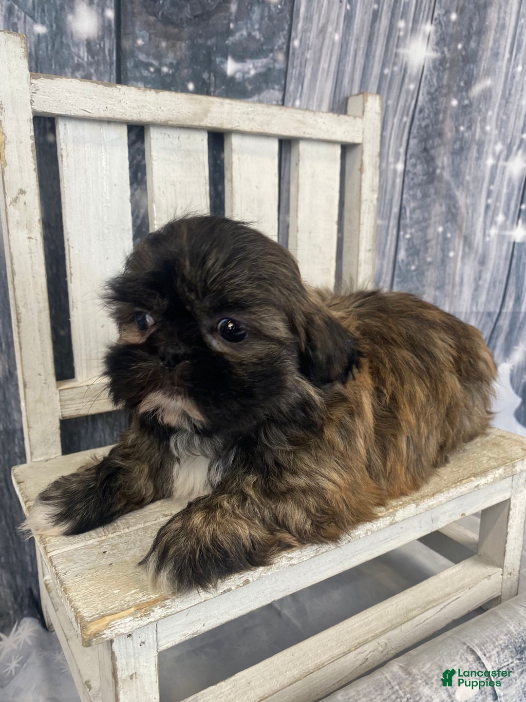 Shih Tzu dogs for sale: Snickers - Ad 8