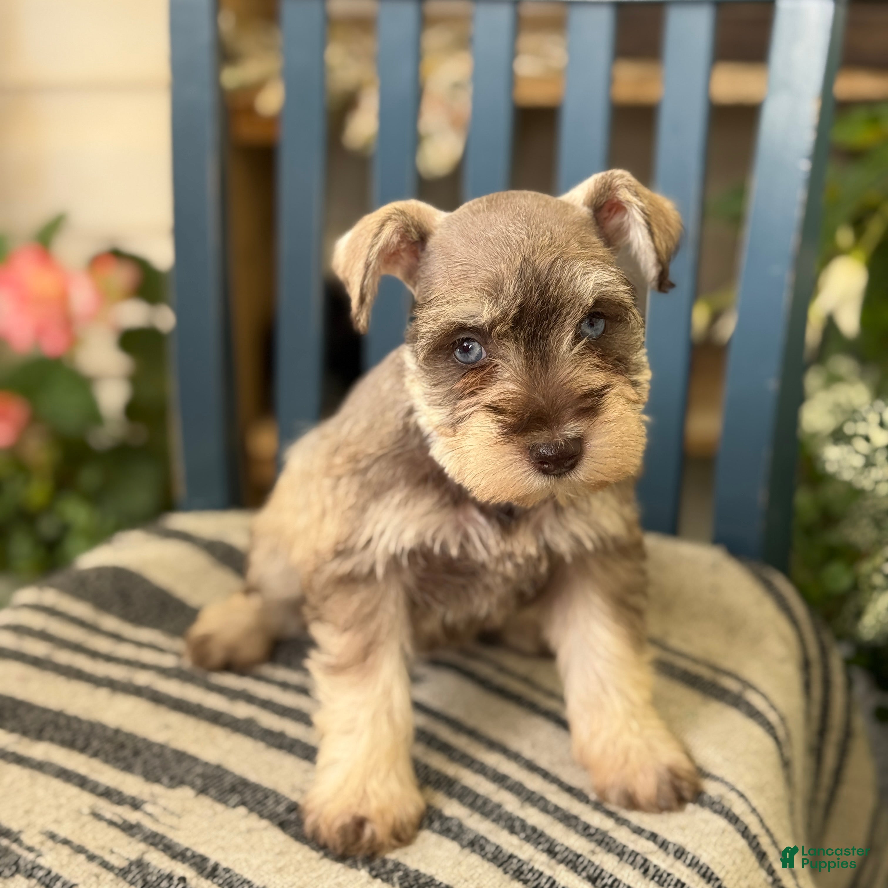 Miniature Schnauzer dogs Silver - Ad 1