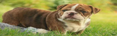 Raelynn English Bulldog 