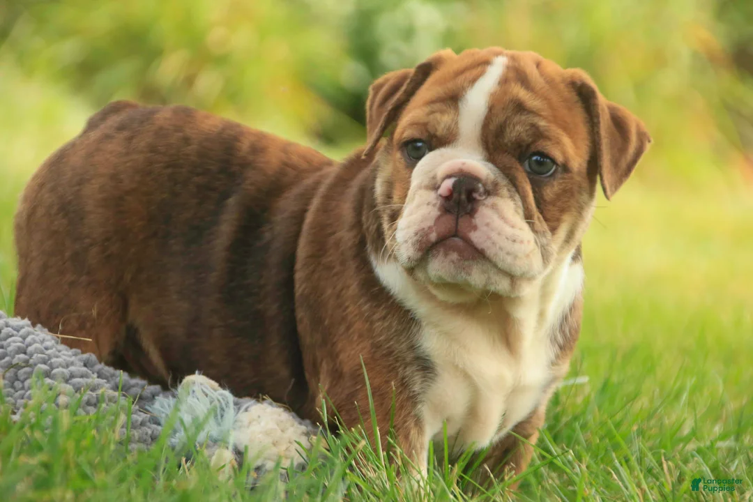 English Bulldog dogs for sale: Raelynn English Bulldog  - Ad 1