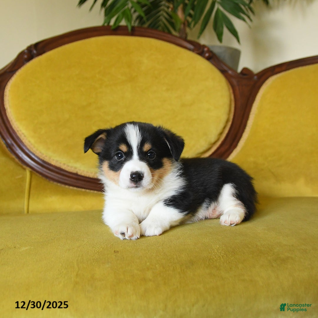 Welsh Corgi Pembroke dogs for sale: Prince    - Ad 10