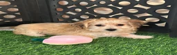 Yochon dogs for sale: Star Sweet Female Yochon Puppy - Ad 6