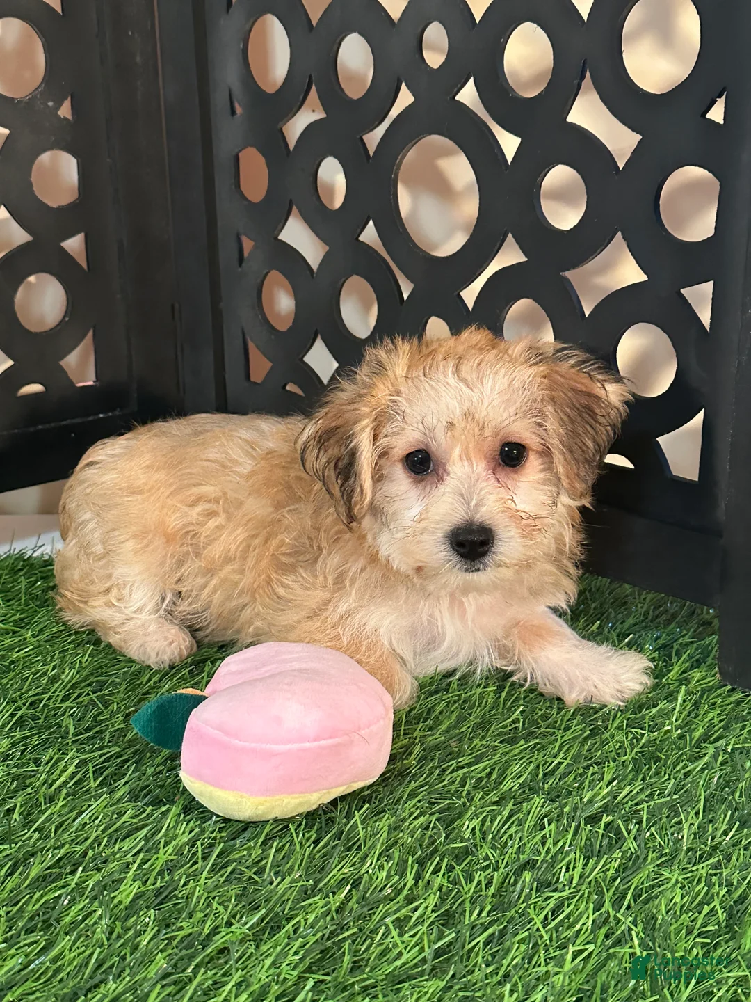 Yochon dogs for sale: Star Sweet Female Yochon Puppy - Ad 6