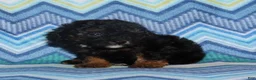 Miniature Poodle dogs for sale: Harlee’s phantom male - Ad 3