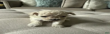 Toy Poodle 1