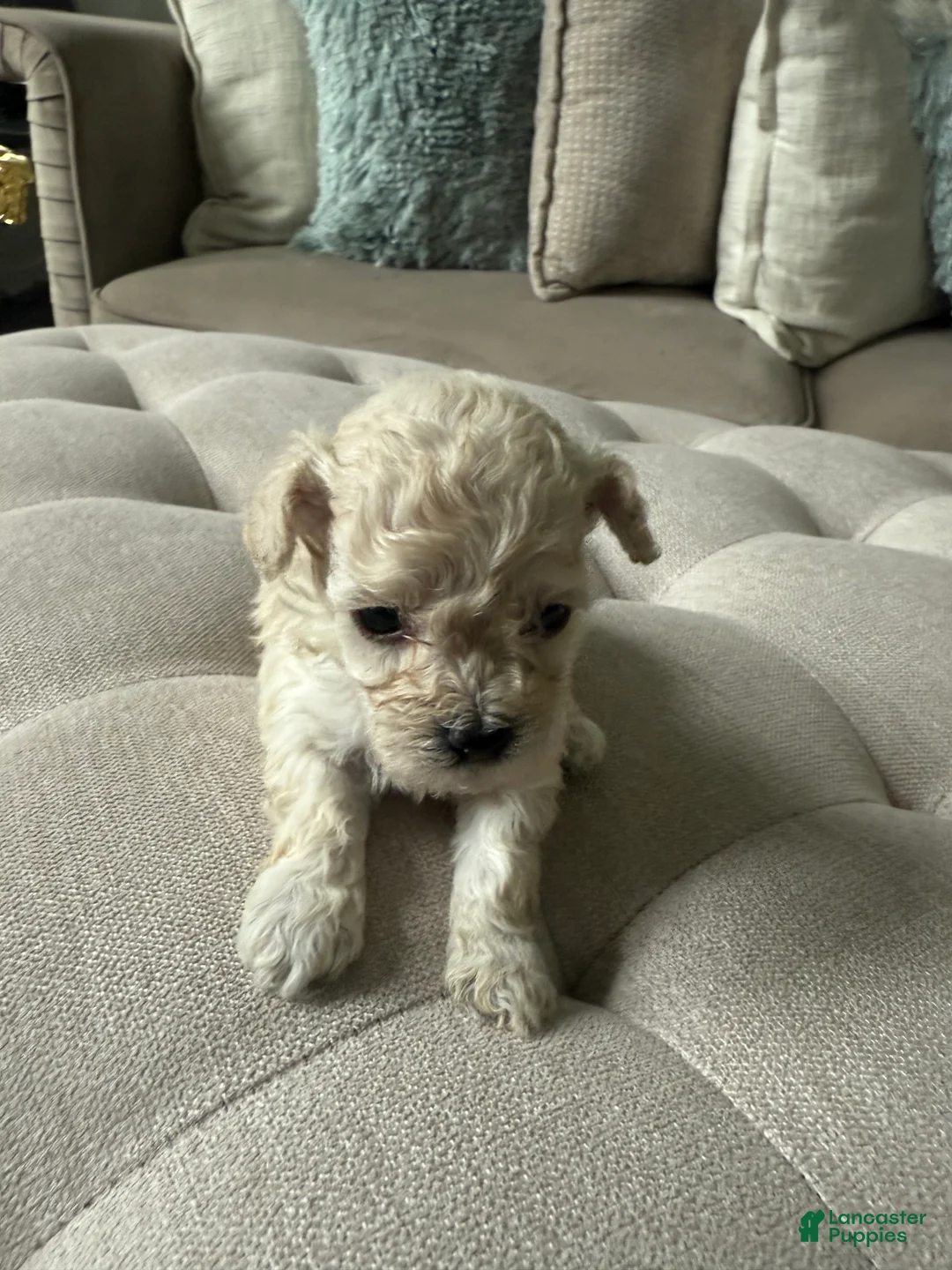 Toy Poodle dogs for sale: Toy Poodle 1 - Ad 1
