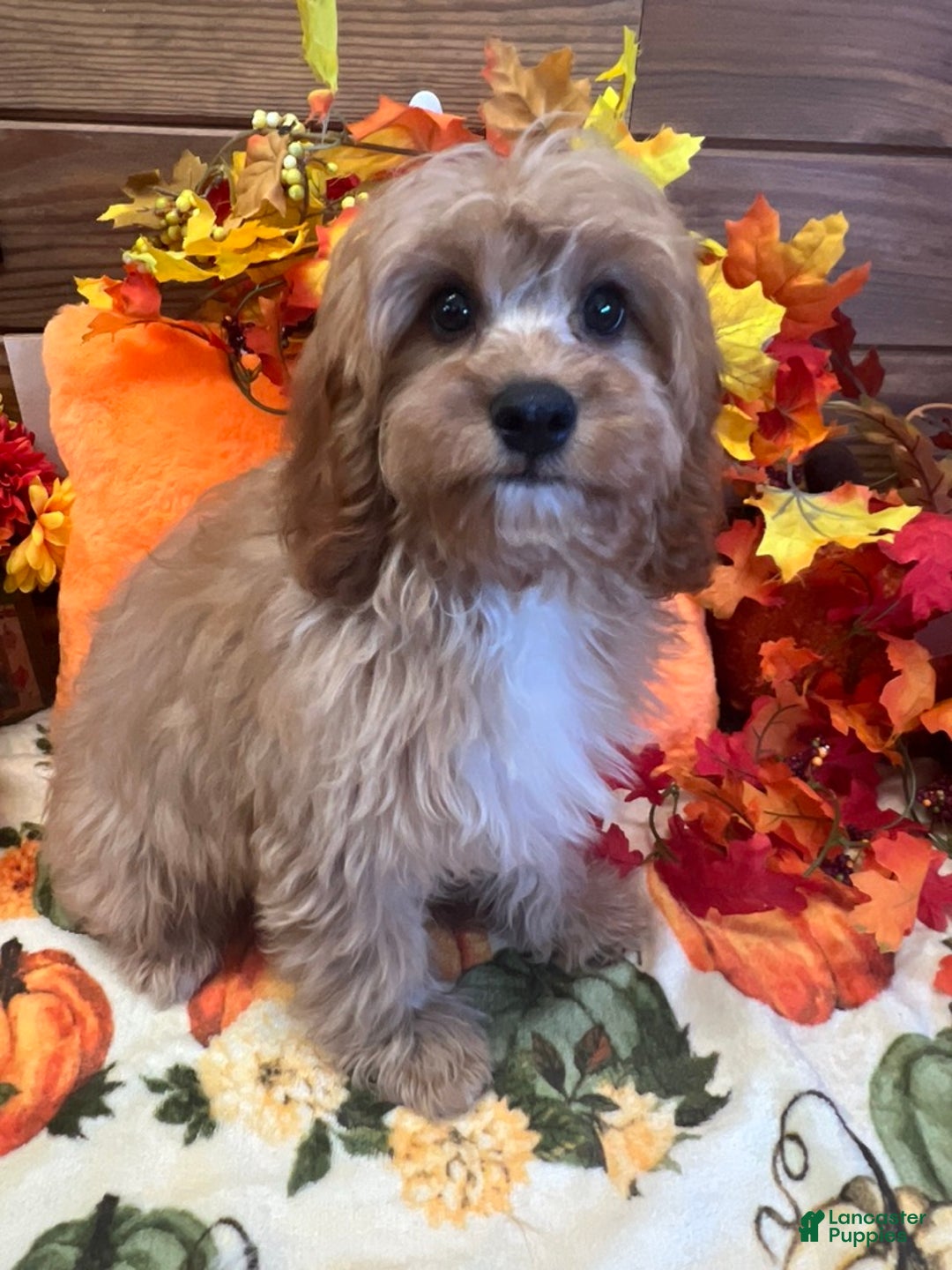 Cavapoo dogs for sale: Ross - Ad 3