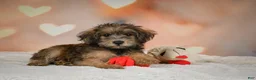 Yorkiepoo dogs for sale: Buttercup - Ad 12