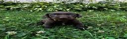 Labrador Retriever dogs for sale: Summer - Ad 11