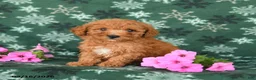 Toy Poodle dogs for sale: Tucker - Ad 2