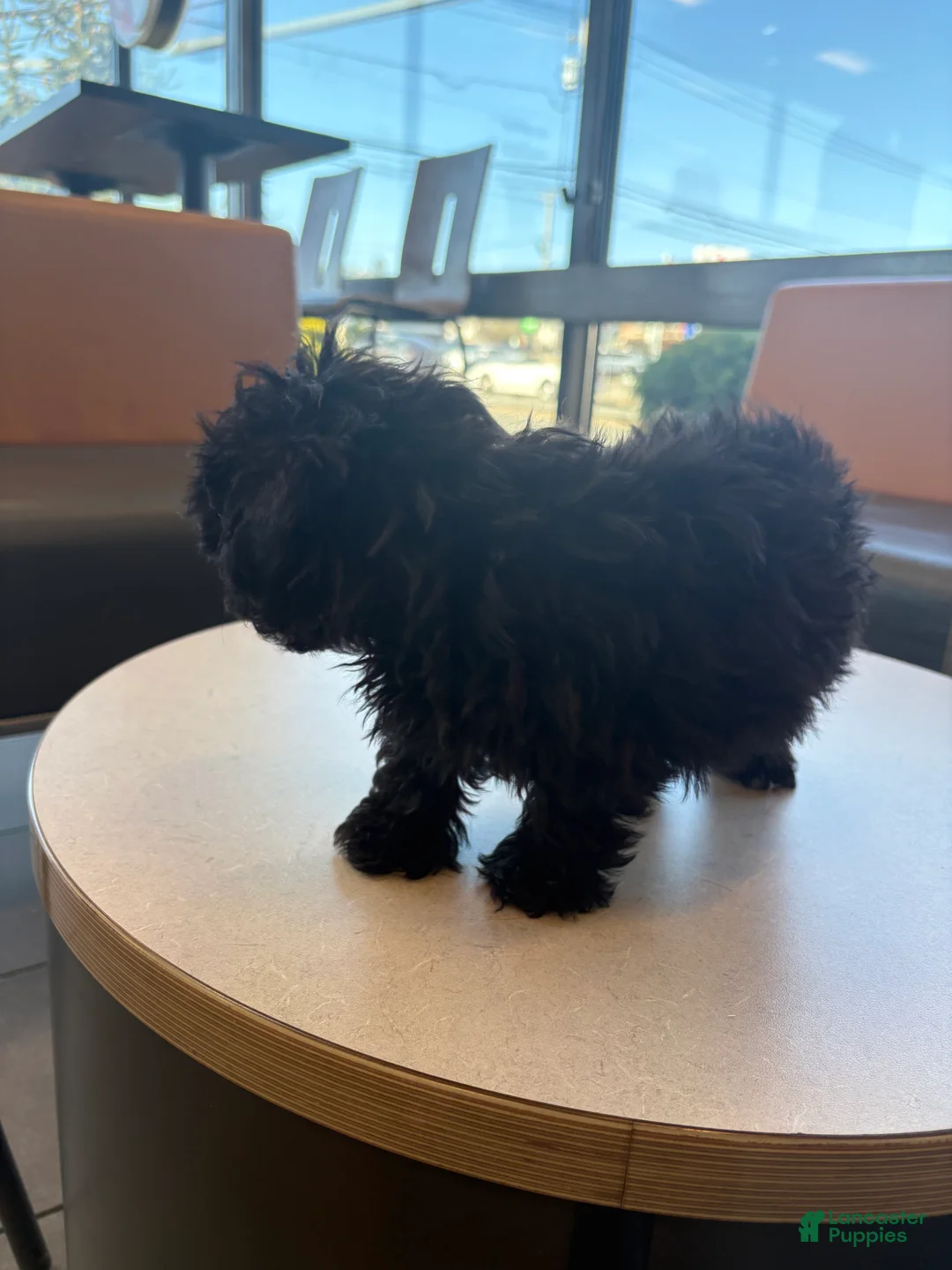Shihpoo dogs for sale: TINY SHEBA🐾❤️ - Ad 2