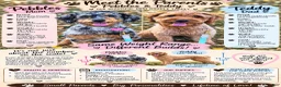 Mini Goldendoodle dogs for sale: Cooper  - Ad 8