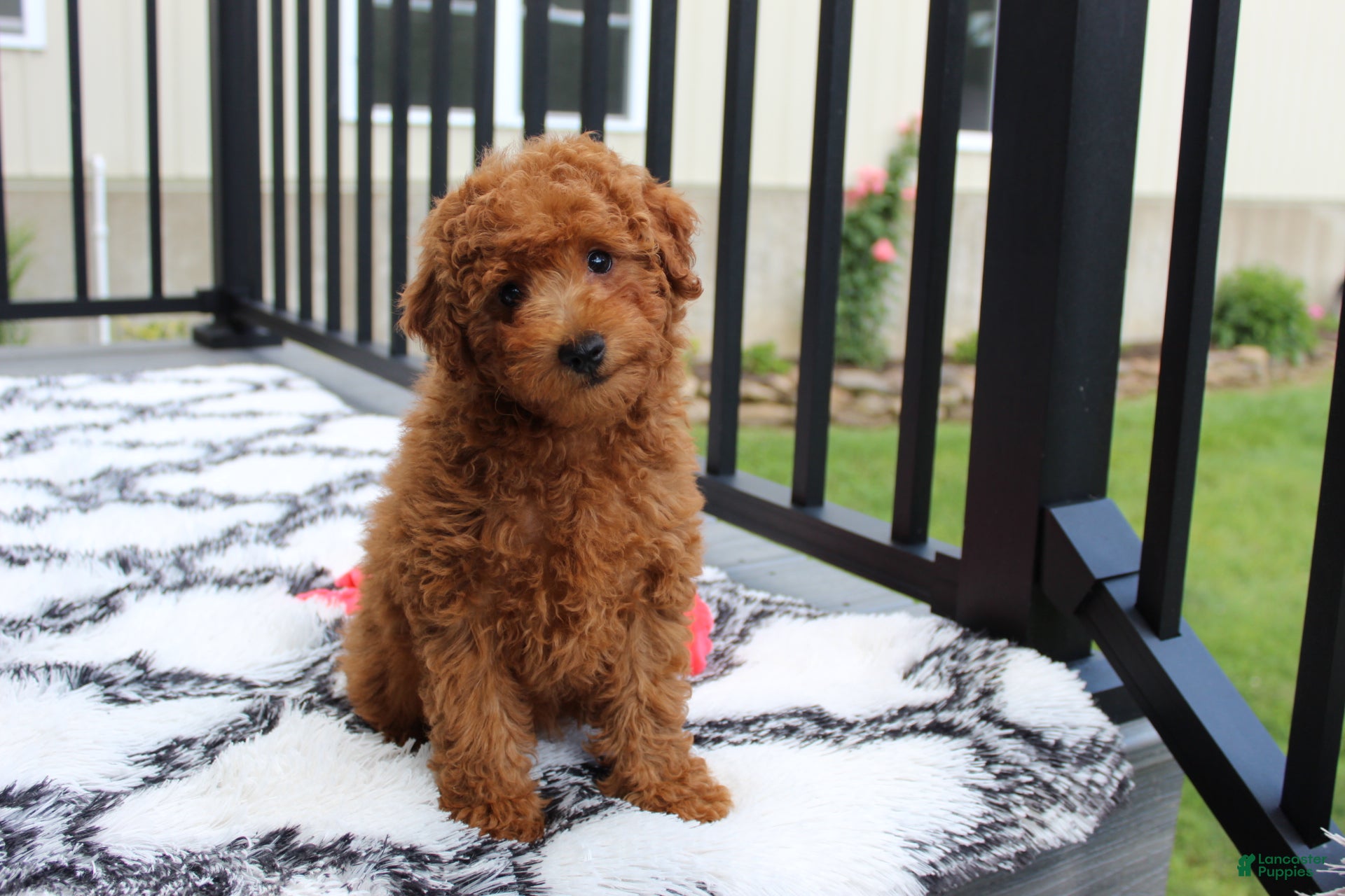 Bichpoo dogs Jerry - Ad 1