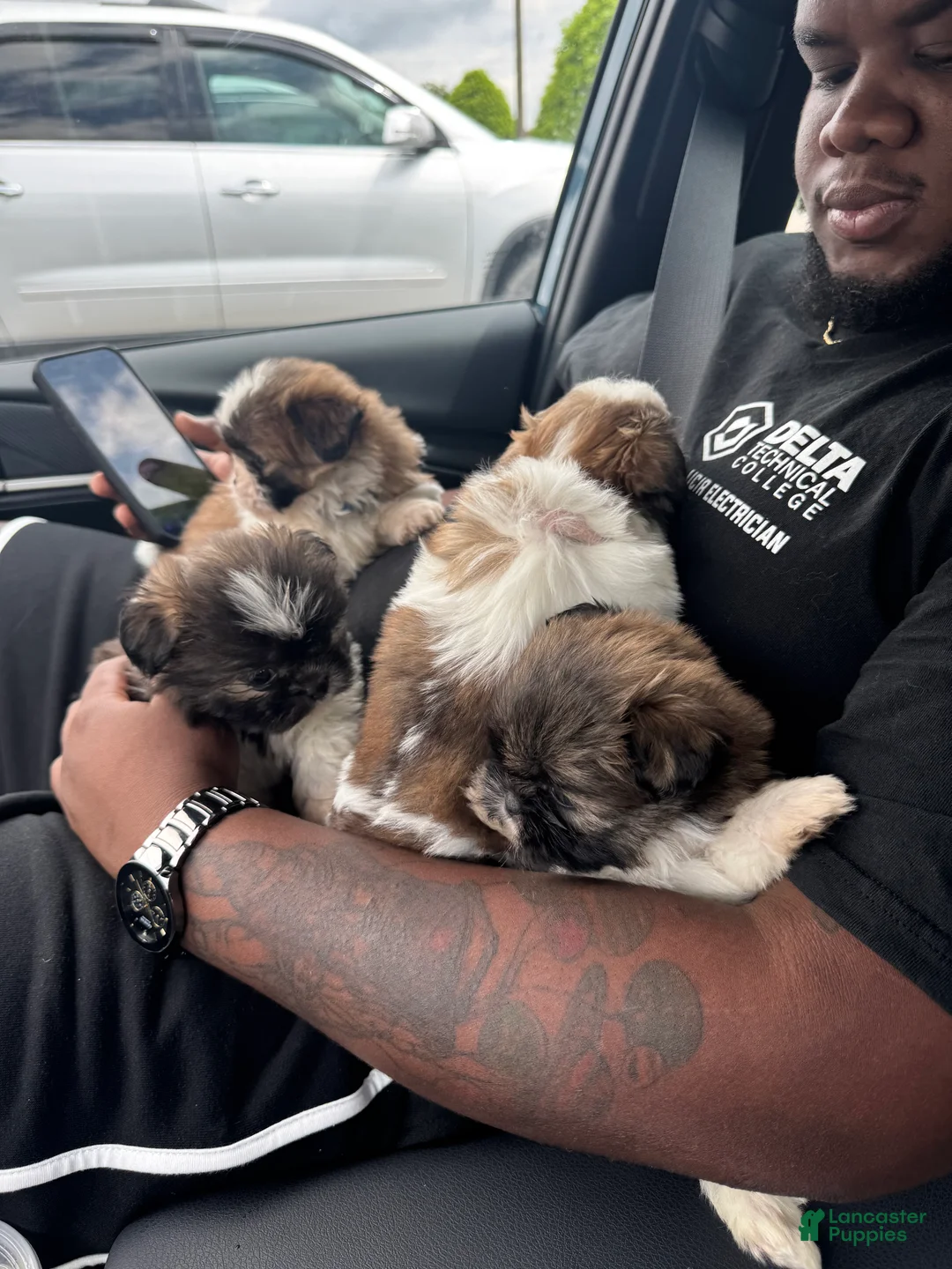 Shih Tzu dogs for sale: SADIE - Ad 5
