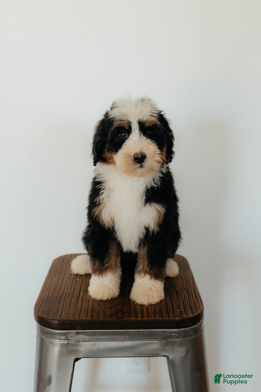 Bernedoodle dogs Medium Sized Female Bernedoodle - Demeter - Ad 2