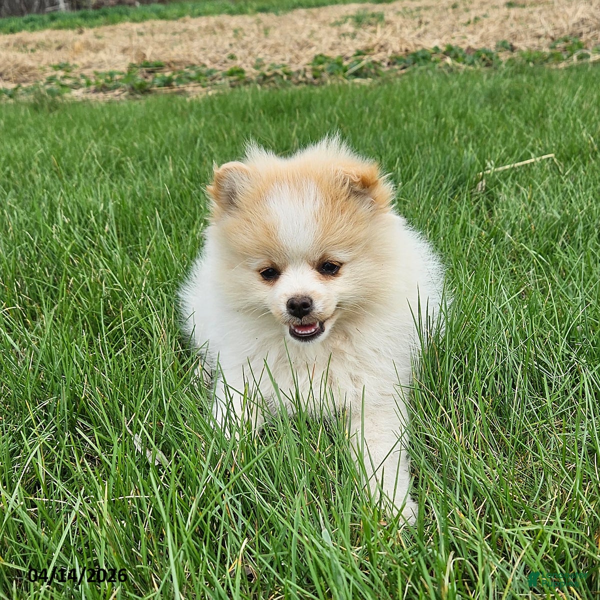 Pomeranian dogs Cassie   - Ad 1