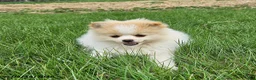 Pomeranian dogs for sale: Cassie   - Ad 1