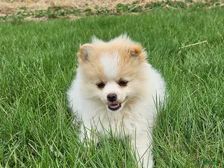 Pomeranian dogs for sale: Cassie - Ad 3