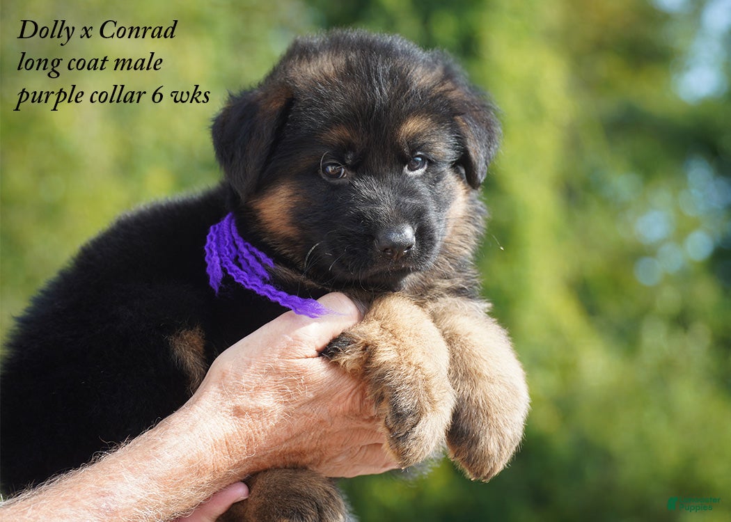 German Shepherd dogs German Shepherd purple collar - Ad 36