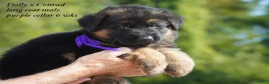 German Shepherd purple collar