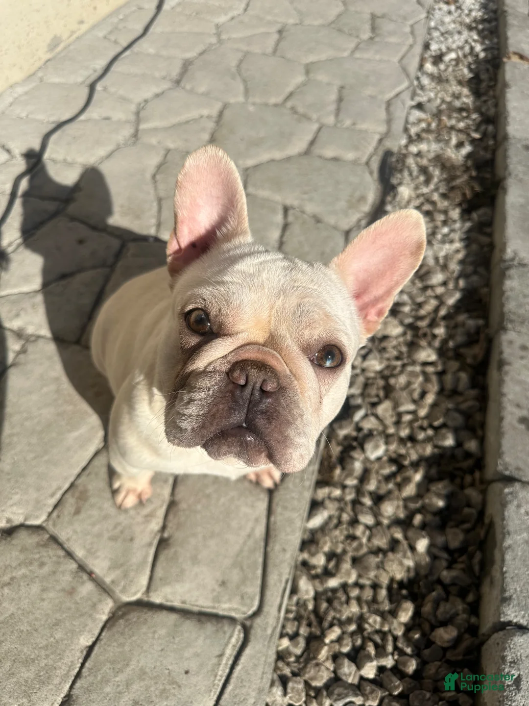 French Bulldog dogs for sale: French Bulldog Puppy 4 - Ad 4