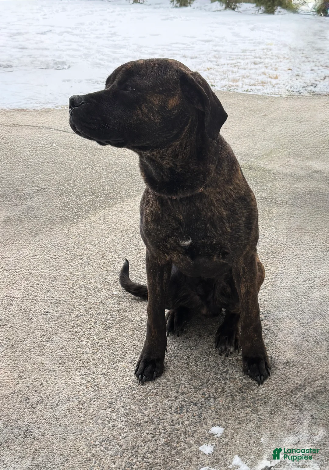 Mixed Breed dogs for sale: Mixed Breed Puppy 1 - Ad 4