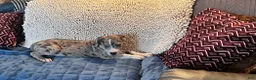 Great Dane dogs for sale: Rugger - Ad 2