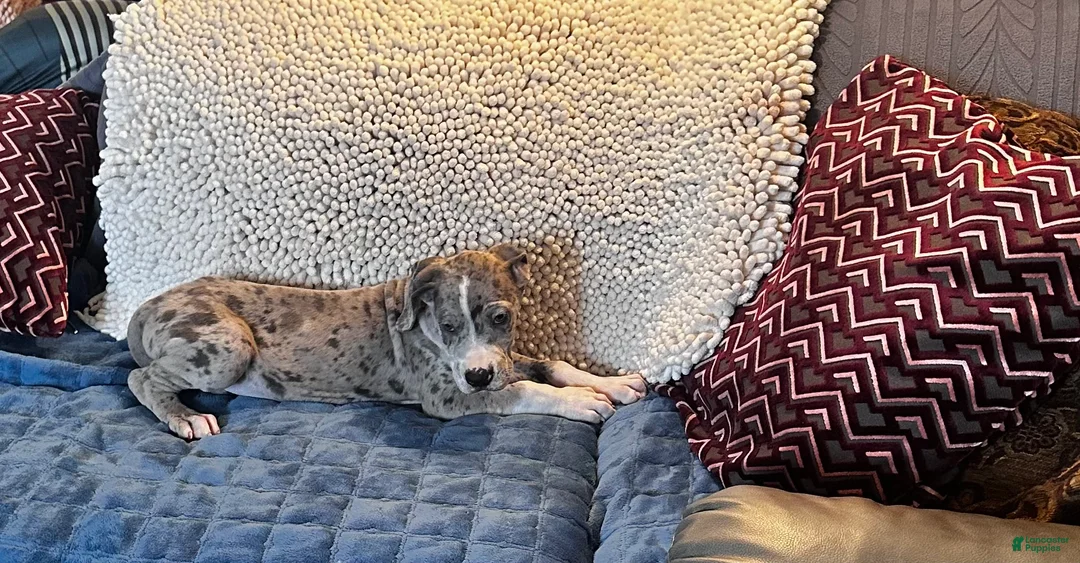 Great Dane dogs for sale: Rugger - Ad 2