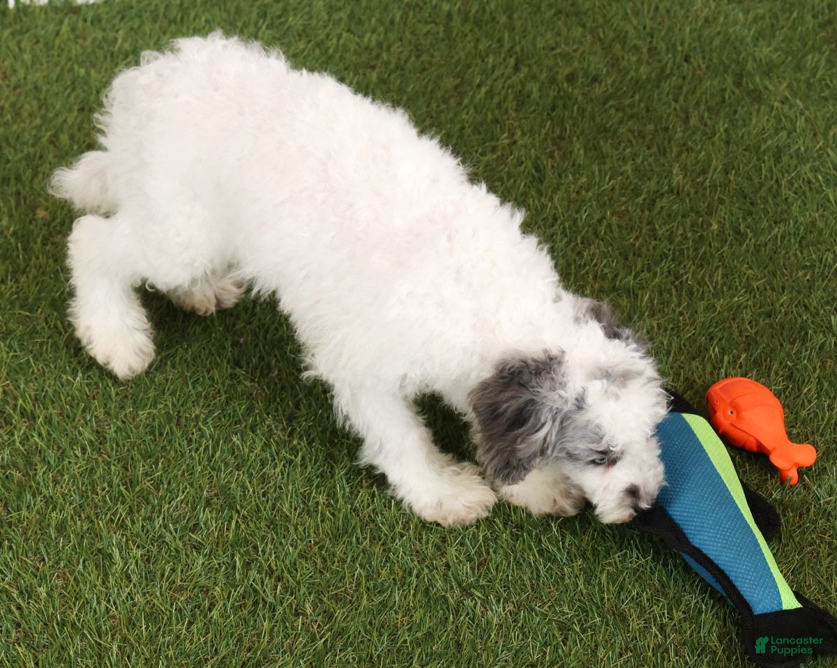 Havapoo dogs Edward - Ad 2